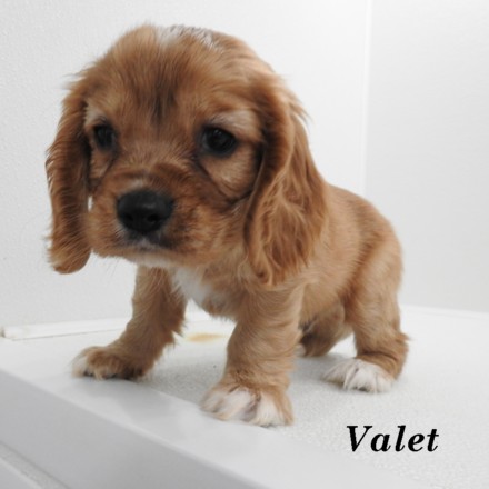 puppy, for, sale, Cock A Lier, Joe & Cherri  Overlease, dog, breeder, Miller, MO, dog-breeder, puppy-for-sale, forsale, nearby, find, puppyfind, locator, puppylocator, aca